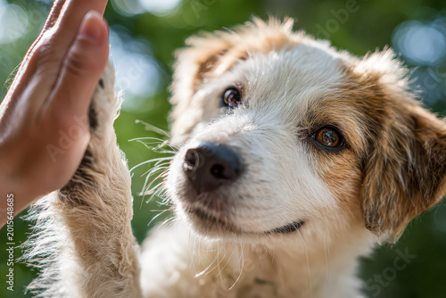 Cute scruffy white and brown dog giving a high five paw to a human hand with sunlight and bokeh forest background.
