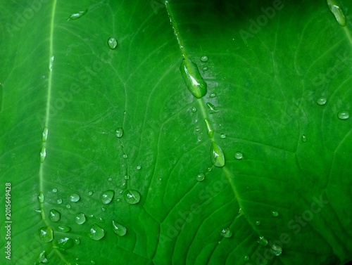 Fotografie Taro Leaves in the Rainforest, these are taro leaves exposed to sunlight, it rai