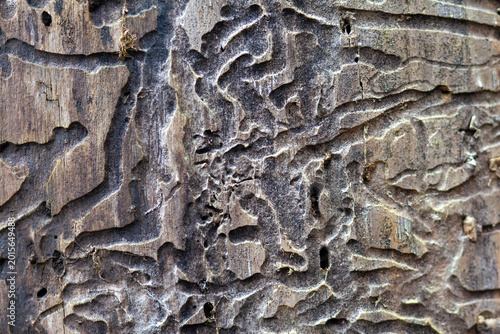Foto Intricate patterns carved into weathered wood by insect activity