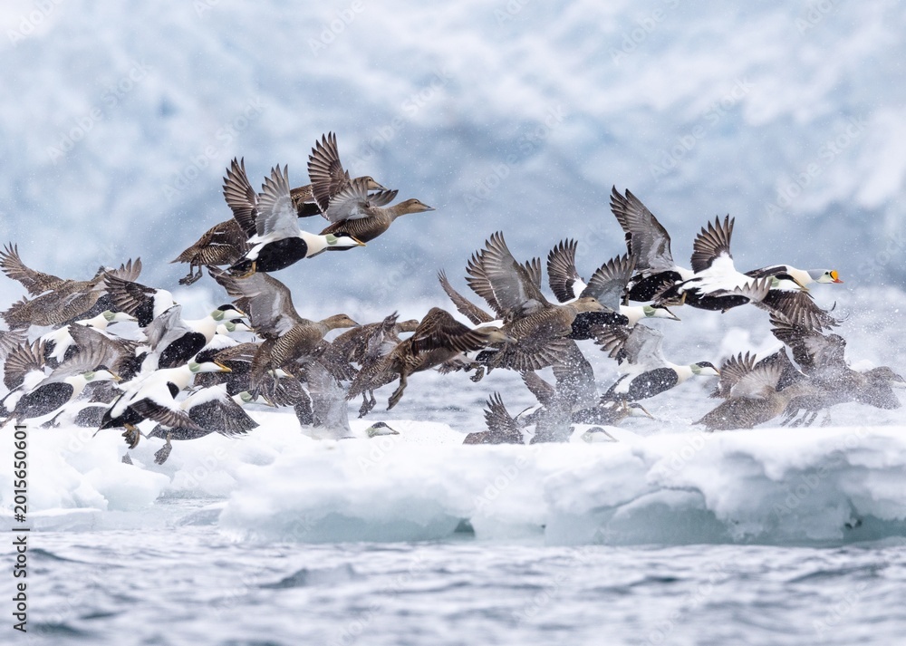 Obraz premium Flock of King and Common Eiders Taking Flight Over Arctic Sea Ice