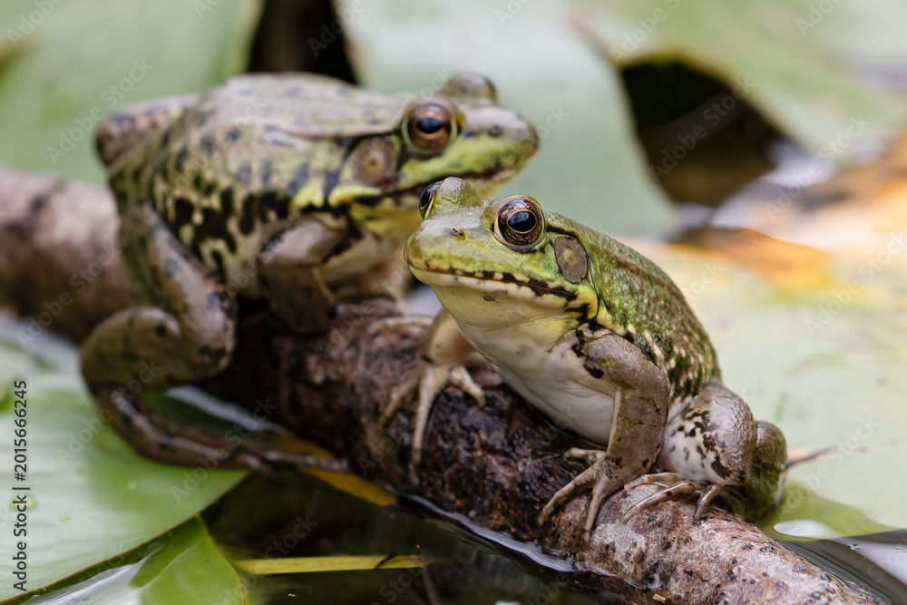 Fototapeta premium Green Frog Amphibians (Lithobates clamitans) Resting on Branch in Pond, Wildlife Photography.