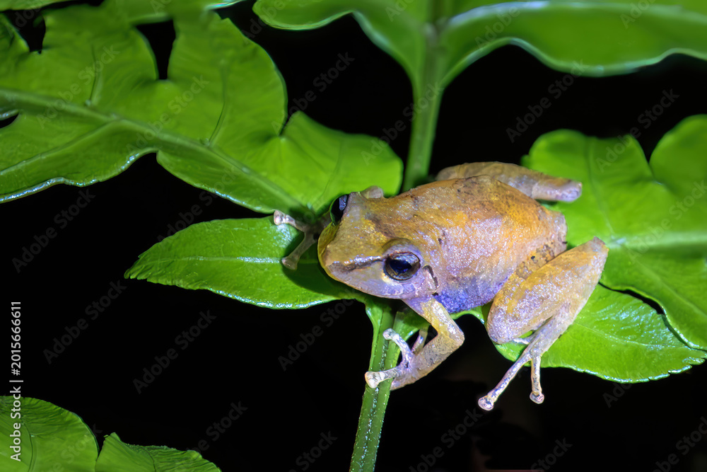 Obraz premium Misty Treefrog (Isthmohyla pseudopuma) at Santa Elena Cloud Forest Reserve, Monteverde, Costa Rica.