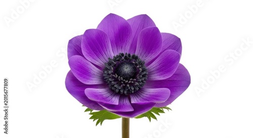 Vibrant Purple Anemone Flower Bloom Isolated