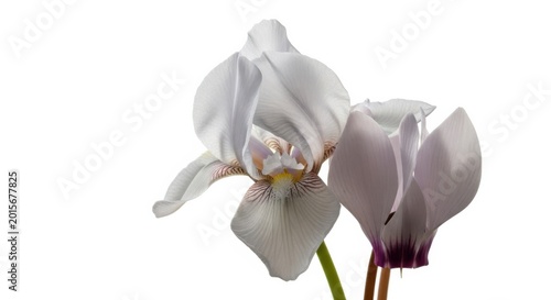 Elegant White Iris Flower with Soft Petals on White Background