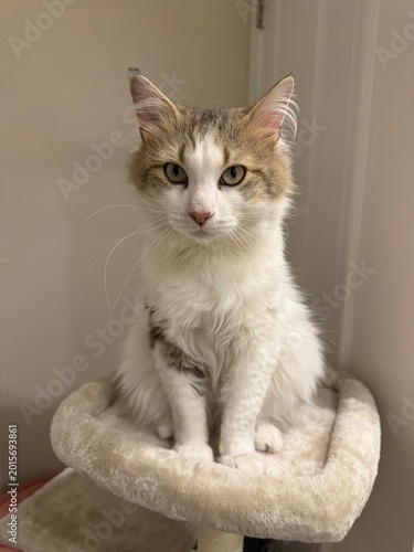 cat on cat tree