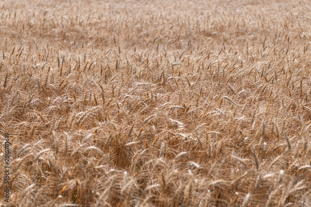 Fototapeta premium Ripe wheat harvest. Agriculture and farming. Barley ear spikelet. Farming crop field. Wheat flied at rural countryside. Agricultural landscape. Crop countryside field. Agrobusiness