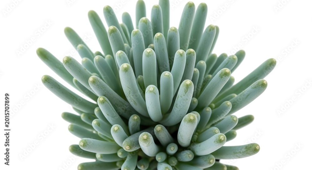 Fototapeta premium Close-up of Senecio Cylindricus Succulent Plant Isolated on White.