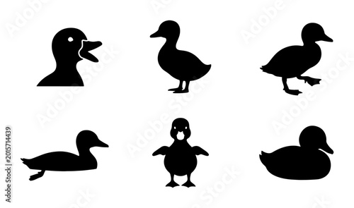 Tableau sur toile Set of 6 Black Duck Silhouettes, Vector Icons for Wildlife and Farm Animal Graph