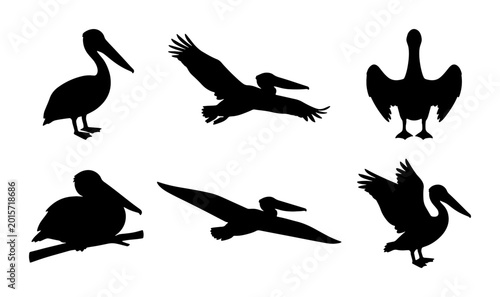 Foto Pelican Silhouettes Collection, Six Diverse Poses, Vector Graphics for Wildlife
