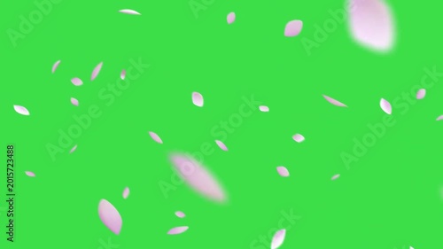 Sakura Falling Diagonal Green Screen Video.