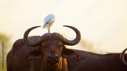 A Cattle Egret (Bubulcus ibis) and African Buffalo (Syncerus caffer) Looking into the Camera standing in Chobe National Park, Botswana, South Africa 