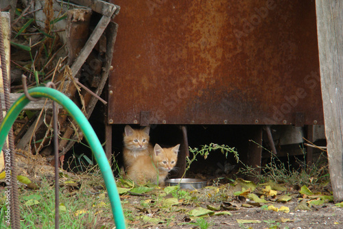 Bild auf Leinwand homeless kittens
