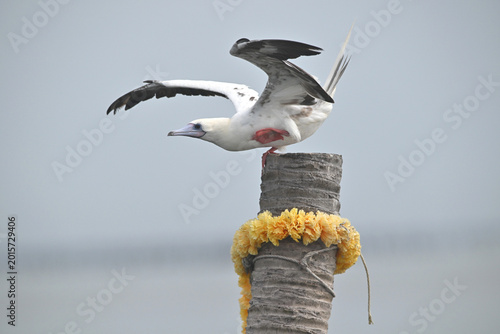 From the deep blue to the treetops. The incredible Red-footed Booby