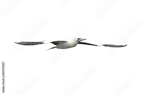 Red-footed Booby isolated on white backgroung, Red feet, blue beak, and a whole lot of personality