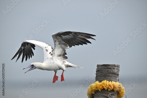 From the deep blue to the treetops. The incredible Red-footed Booby