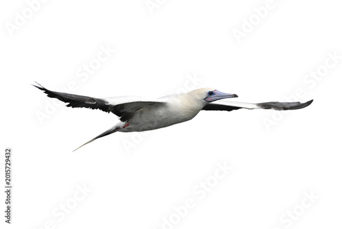 Red-footed Booby isolated on white backgroung, Red feet, blue beak, and a whole lot of personality