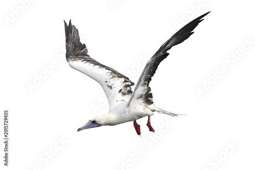 Red-footed Booby isolated on white backgroung, Red feet, blue beak, and a whole lot of personality