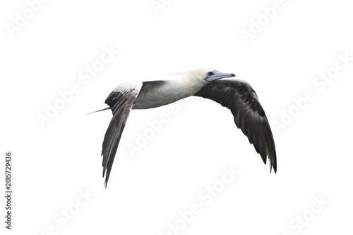 Red-footed Booby isolated on white backgroung, Red feet, blue beak, and a whole lot of personality