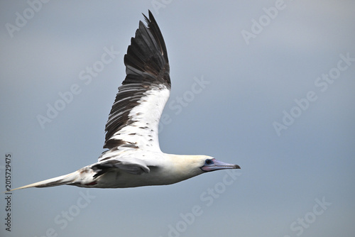 From the deep blue to the treetops. The incredible Red-footed Booby