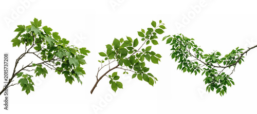 Set of leafy branches PNG bundle, three lush green twigs with dense foliage isolated on white for forest scenes, botanical clipart, nature decor, posters and branding

