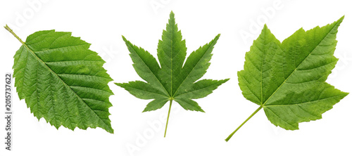 Set of fresh green leaves PNG collection, three detailed natural leaf shapes isolated on white for botanical clipart, eco branding designs, digital artwork and print

