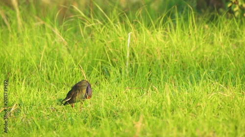 western swamphen (known as Purple Swamphen) (Porphyrio porphyrio) forging in swamp