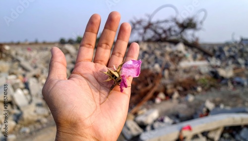 Hand holds wilting flower amidst concrete rubble