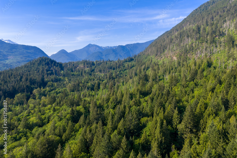 Obraz premium Lush Evergreen Mountain Forest Panorama With Distant Peaks in British Columbia, Canada
