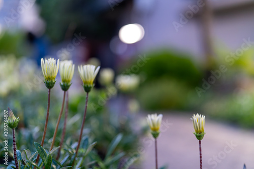 Foto 花を閉じたガザニアが広がる自然な植栽