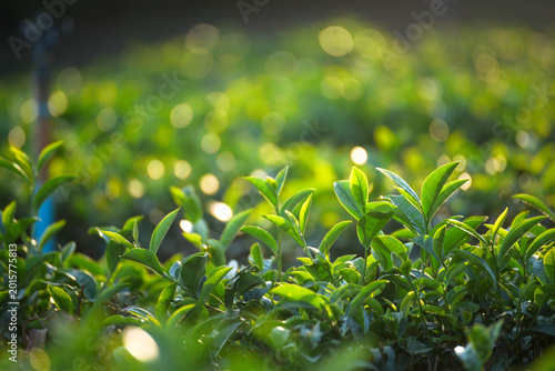 Cuadro en lienzo Green tea tree leaves camellia sinensis in organic farm sunlight