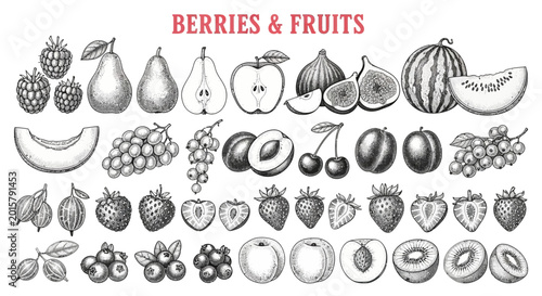 Vintage hand drawn berries and fruits set, engraved botanical sketches of organic food, black and white fruit collection vector illustration