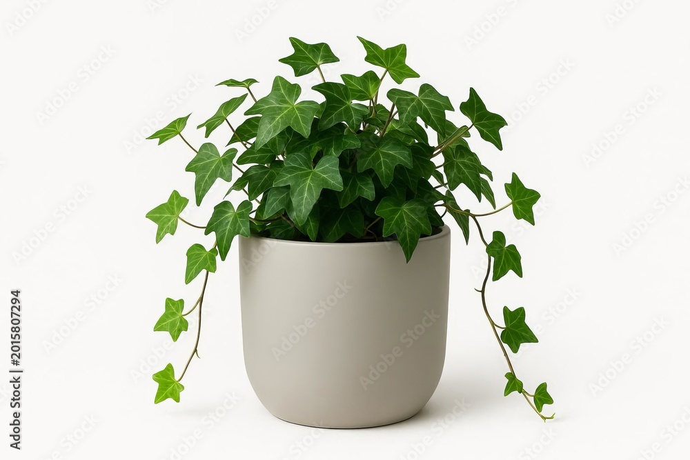 Fototapeta premium A grapevine in a pot, separated from a white background
