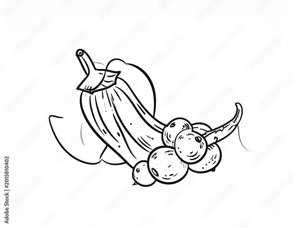Fototapeta premium Line drawing of a long pepper with a cluster of round berries chili spice