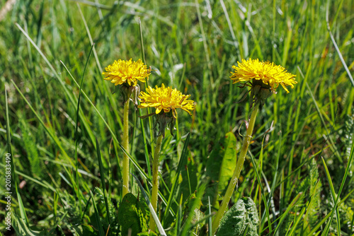 Three bright yellow common dandelions blooming amidst tall green grass in a sunlit meadow