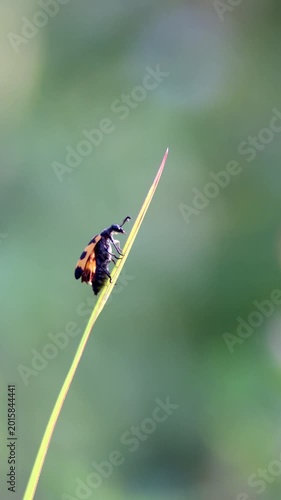 Macro shot of Blister Beetle, Hycleus rouxi
