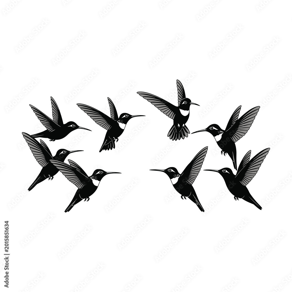 Obraz premium Hummingbirds flying in formation against white background