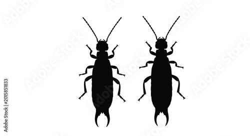Tableau sur toile Earwig insects detailed black silhouette on a white background