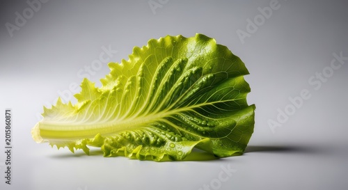 Freshly washed, crisp green leaf lettuce, ready to be layered onto a delicious homemade cheeseburger or hamburger patty for lunch, lettuce, vegetable, patty