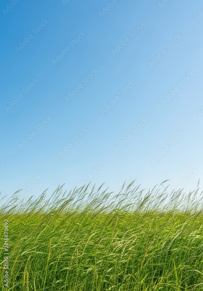 Fototapeta premium Bright sunlight bathes a wide expanse of green meadow land, featuring tall, wild grasses swaying gently under a clear blue sky, blades, meadow, grass