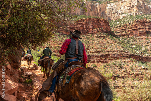 Billede på lærred Guides leading tourists on mule ride in grand canyon