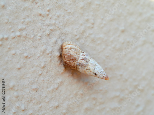 Fotografía Cochlicella acuta, widely known as the pointed snail or vineyard snail