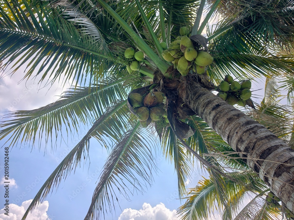 Fototapeta premium The coconut tree (Cocos nucifera) is a member of the palm tree family.