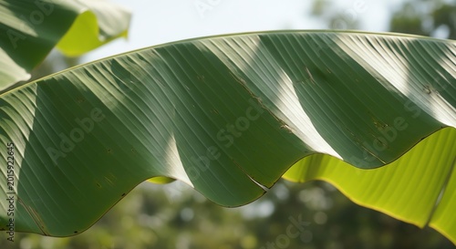 Obraz na płótnie Large Banana Leaf Close Up in Sunlit Outdoor Setting