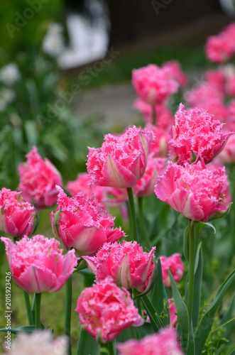 'Fancy Frills' tulips family blooming in spring flowerbed. Closeup, outdoors pink and white ruffled tulips ,selected focus.Growing,planting gardening concept.