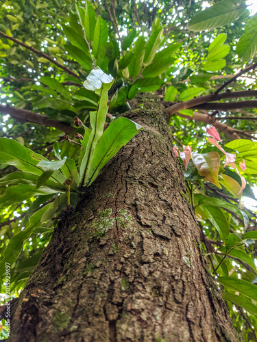 Low angle view of a large tree trunk with lush green foliage and epiphytic plants growing along its bark, capturing tropical biodiversity and natural forest vitality