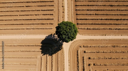 Single tree stands in crossroads of dry harvested farm fields. Aerial view shows patterns of rural land after harvest. Vast agricultural landscape shows earth texture.