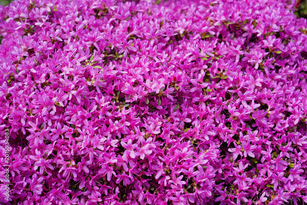 Obraz premium Kleinblütiger Rhododendron