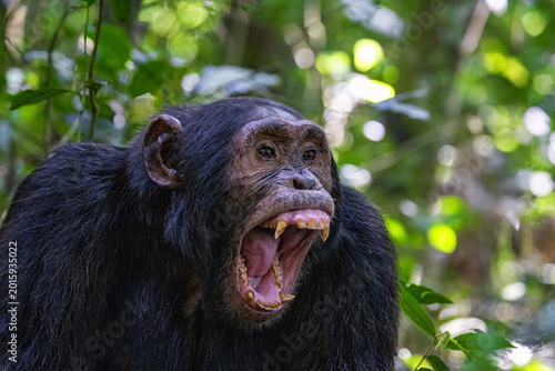 Tableau sur toile An adult chimpanzee, pan troglodytes, bares his teeth whilst communicating with the rest of the community