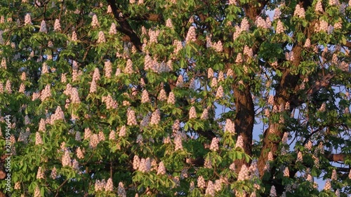 Blooming chestnut trees glowing in the warm light of a spring sunset.