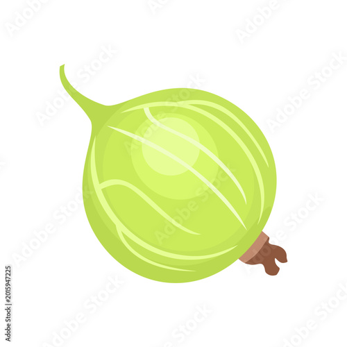 Single green gooseberry icon with stripes and stem, fresh garden berry vector illustration isolated on white background.